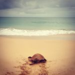 Turtle nesting in Maio Island